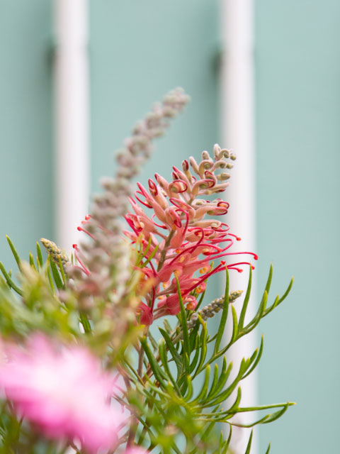 Grevillea Pink Profusion planting detail