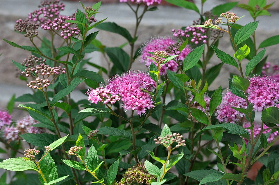Spirea Dolchica planting detail