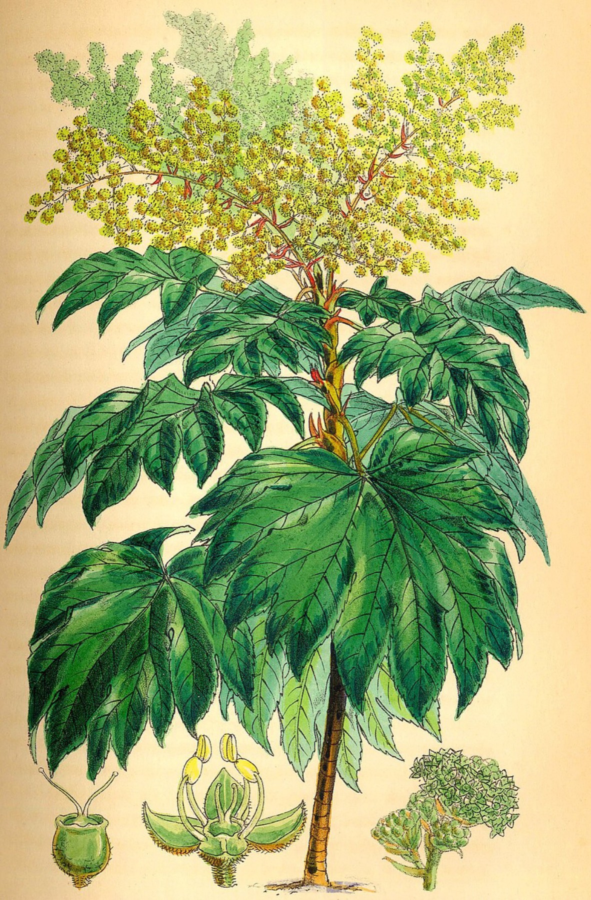 Tetrapanax papyrifer planting detail